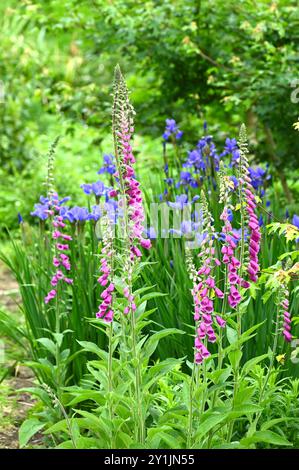 Frühlingsgartenszene mit lila Fuchshandschuhen und Blaulochläufern des Iris sibirica UK Garden May Stockfoto