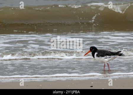 Austernfänger-Vogel spazieren am Strand, Wellen im Hintergrund Stockfoto