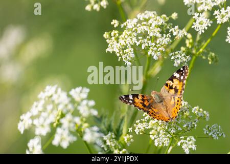 Schmetterling sitzt an einem sonnigen Sommertag auf einer Blume Stockfoto