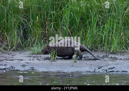 Eurasischer Biber spaziert in der Abenddämmerung am Ufer entlang. Russland, Tuva Republik, Azas Fluss Stockfoto