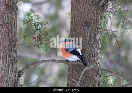Männlicher Bullfinch sitzt auf einem Baum, Nahaufnahme Stockfoto