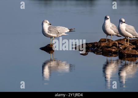 Ringschnabelmöwe (Larus delawarensis) auf einem kleinen Steinhaufen in der Mitte eines Sees, horizontal Stockfoto