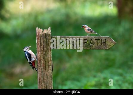 Männlicher Großspecht, Dendrocopos Major und eurasischer Buchfink, Fringilla coelebs, die auf einem Fußwegsschild im Wald in Yorkshire thronen Stockfoto