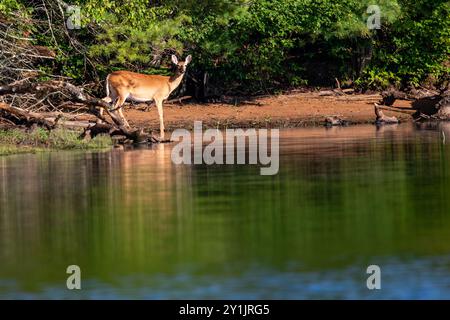 Seehirsche (Odocoileus virginianus) am Ufer des Lake Nokomis, Wisconsin, horizontal Stockfoto