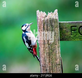 Männlicher Großspecht, Dendrocopos Major, thront auf einem Fußwegsschild im Wald in den Yorkshire Dales Stockfoto