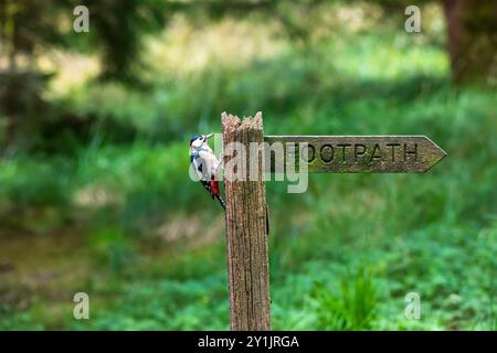 Männlicher Großspecht, Dendrocopos Major, thront auf einem Fußwegsschild im Wald in den Yorkshire Dales Stockfoto