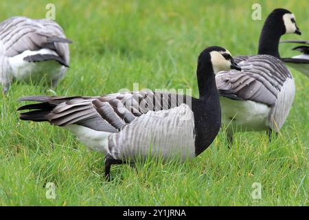 Nakelgänse (Branta leucopsis) auf dem Gras. Stockfoto