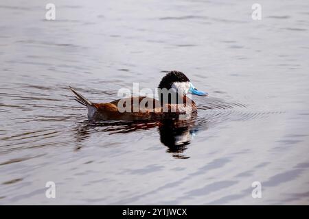 Ein Ruddy Duck drake in kastanienfarbenem Zuchtgefieder und einem hellblauen Schnabel schwimmt an einem klaren See vorbei. Nahansicht. Stockfoto