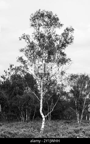 Silberbirken (Betula pendula) auf Chobham Common, Surrey Stockfoto