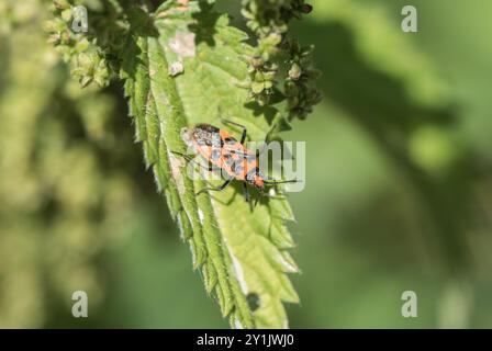 Zimtkäfer (Corizus hyoscyami) auf einem Brennnesselblatt bei Roggen Meads, Herts. Stockfoto