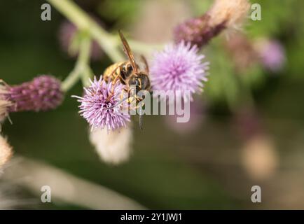 Ein Median Wasp (Dolichovespula Media), der sich von einer Distelblume in Chobham Common, Surrey ernährt Stockfoto