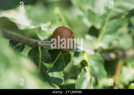 Eichenmarmor Gall (Andricus kollari) auf einem Baum auf Chobham Common, Surrey Stockfoto