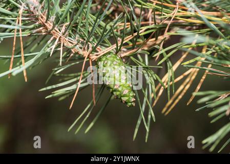 Pinienkegel aus einer Scotch Pine (Pinus sylvestris) auf Chobham Common, Surrey. Eine typische Heidelandart Stockfoto