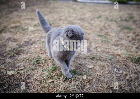 Britische Kurzhaarkatze mit gelbem Kragen im Park. Stockfoto