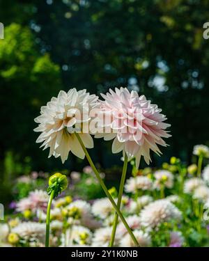 Die Dahlia (Name, Dapex Pink Delight) im Dahliengarten Baden Baden in der Nähe der lichtentaler Gasse. Baden Baden, Baden Württemberg, Deutschland Stockfoto