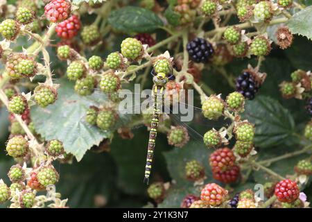 Southern Hawker oder Blue Hawker Dragonfly Weibchen - Aeshna cyanea auf Blackberry Stockfoto