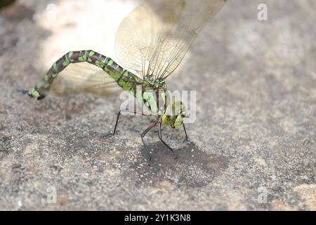 Southern Hawker oder Blue Hawker Dragonfly - Aeshna cyanea weibliche Eiablage an einem Gartenteich Stockfoto