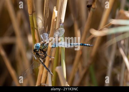 Southern Migrant Hawker oder Blue-Eyed Hawker Dragonfly männlich essen eine Ruddy Darter Weibchen - Aeshna affinis Stockfoto