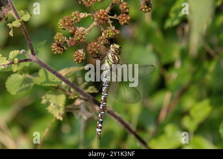 Southern Hawker oder Blue Hawker Dragonfly - Aeshna cyanea unreifes Weibchen Stockfoto