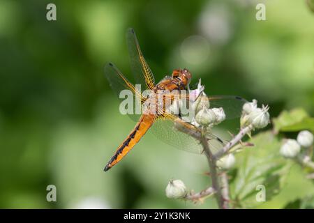 Seltener Chaser oder blauer Chaser Dragonfly Unreife männlich - Libellula fulva Stockfoto