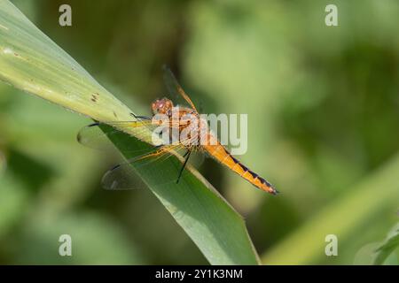 Seltener Chaser oder blauer Chaser Libellula fulva Stockfoto