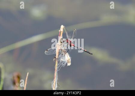 Weißgesichtiger Darter oder kleine Whiteface Libelle - Leucorrhinia dubia männlich Stockfoto