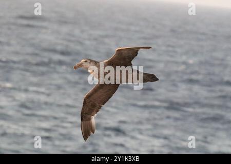 Nördlicher Riesensturmvogel - Macronectes halli im südlichen Ozean Stockfoto