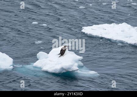 Gentoo-Pinguine - Pygoscelis papua auf Eisscholle im Lemaire-Kanal, Antarktische Halbinsel Stockfoto