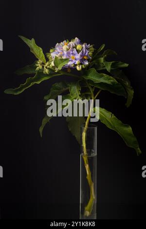 Verschwindende Solanum bonariense Blume Blume Blume Blase auf schwarzem Hintergrund. Studio-Aufnahme. Stockfoto