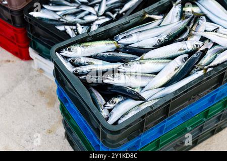 Frischer Fisch, der von den Fischern im Jachthafen Komiza auf der Insel Vis, Kroatien, verkauft wird Stockfoto