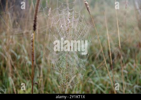 Spinnennetz, Kreuzspinnen (Araneus), Morgen, Tau, Deutschland, die Spinne sitzt in der Mitte ihres Netzes im hohen Gras, Europa Stockfoto