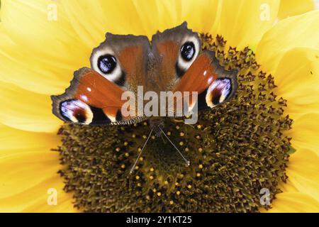 Nahaufnahme eines Pfauenfalters (Inachis io, Nymphalis io), der auf der Mitte einer großen Sonnenblume sitzt, Hessen, Deutschland, Europa Stockfoto