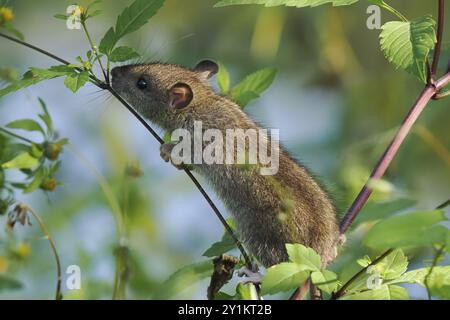 Eine junge braune Rattus norvegicus klettert auf einem Pflanzenstamm in einer grünen, natürlichen Umgebung, Hessen, Deutschland, Europa Stockfoto