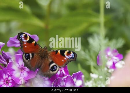 Ein Pfauenfalter (Inachis io, Nymphalis io), der auf violetten Blüten in einer natürlichen Umgebung sitzt, Hessen, Deutschland, Europa Stockfoto