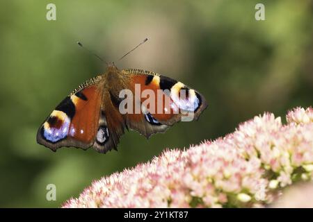 Ein Pfauenfalter (Inachis io, Nymphalis io), der sich Blüten der Steinpfanne (Sedum) mit verschwommenem grünem Hintergrund nähert, Hessen, Deutschland, Europa Stockfoto