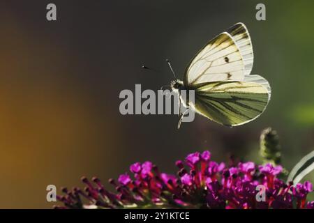 Ein grüngeädertes Weiss (Pieris napi), das über violetten Blüten vor dunklem Hintergrund schwebt, Hessen, Deutschland, Europa Stockfoto