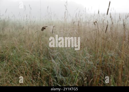 Spinnennetz, Wiese, Morgen, Tautropfen, Nebel, Nordrhein-Westfalen, Deutschland, das Spinnennetz im hohen Gras, durchnässt von Tautropfen, erscheint atmos Stockfoto