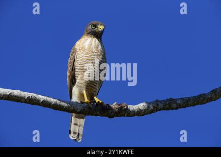 Straßenfalke (Buteo magnirostris) Pantanal Brasilien Stockfoto