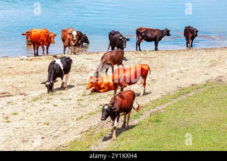 Eine Herde von Kühen steht im Wasser und weidet auf dem Gras. Die Kühe haben verschiedene Farben, darunter braun, schwarz und weiß Stockfoto