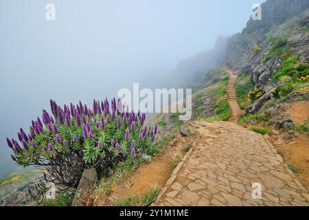 Der Wanderweg zwischen Pico de Arieiro und Pico Ruivo in Wolken, Madeira, Portugal Stockfoto