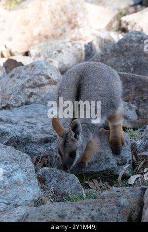 Der Gelbfüßige Rock Wallaby joey ist hell gefärbt mit einem weißen Wangenstreifen und orangen Ohren. Stockfoto