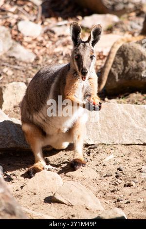 Das Gelbfüßige Rock-Wallaby hat eine helle Farbe mit einem weißen Wangenstreifen und orangen Ohren. Stockfoto