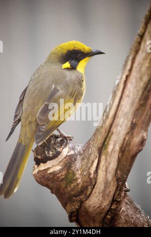 Der gelb getuftete Honeyeater hat eine hellgelbe Stirn, Krone und Hals, eine glänzende schwarze Maske und hellgoldene Ohrbüschel. Stockfoto