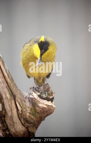 Der gelb getuftete Honeyeater hat eine hellgelbe Stirn, Krone und Hals, eine glänzende schwarze Maske und hellgoldene Ohrbüschel. Stockfoto