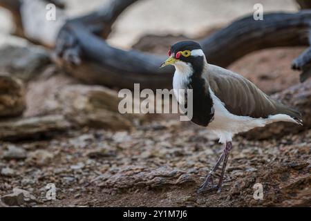 Ein einziger Banded Plover steht auf sandigem Boden zwischen umgestürzten Baumstämmen und sucht nach einem geeigneten Nistplatz, wenn sich die Brutsaison nähert. Stockfoto