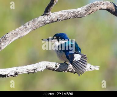 Forest Kingfisher (Todiramphus macleayii) auf einem Ast, Rinyirru, Lakefield National Park, Cape York, Far North Queensland, Australien Stockfoto