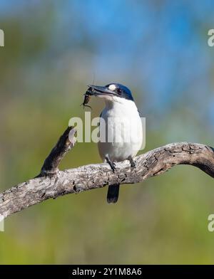Forest Kingfisher (Todiramphus macleayii) thront auf einem Zweig mit Grille im Schnabel, Rinyirru, Lakefield National Park, Cape York, Far North Queensland Stockfoto