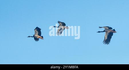 Drei Magpie-Gänse (Anseranas semipalmata) in Flugformation, Rinyirru, Lakefield National Park, Cape York, Far North Queensland, Australien Stockfoto