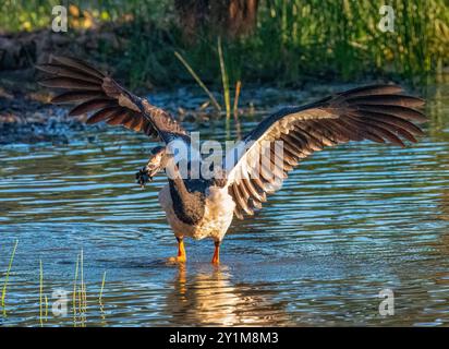 Eine Magpie-Gans (Anseranas semipalmata), die sich mit Nahrungsmitteln im Schnabel ernährt, Rinyirru, Lakefield National Park, Cape York, Far North Queensland, Australien Stockfoto