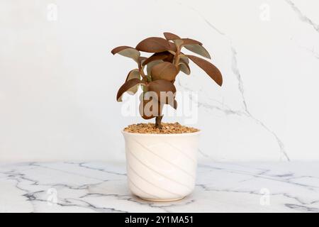 Kalanchoe orgyalis Kupferlöffel Sukkulente Pflanze in einem Keramiktopf auf Marmorboden Stockfoto